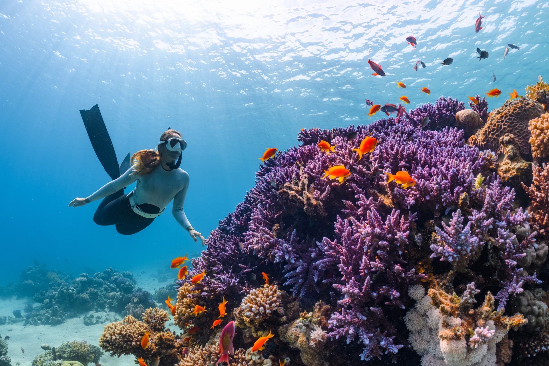 Scuba Diving in the Caribbean Sea