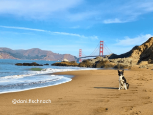 a dog posing in front of the Golden Gate Bridge