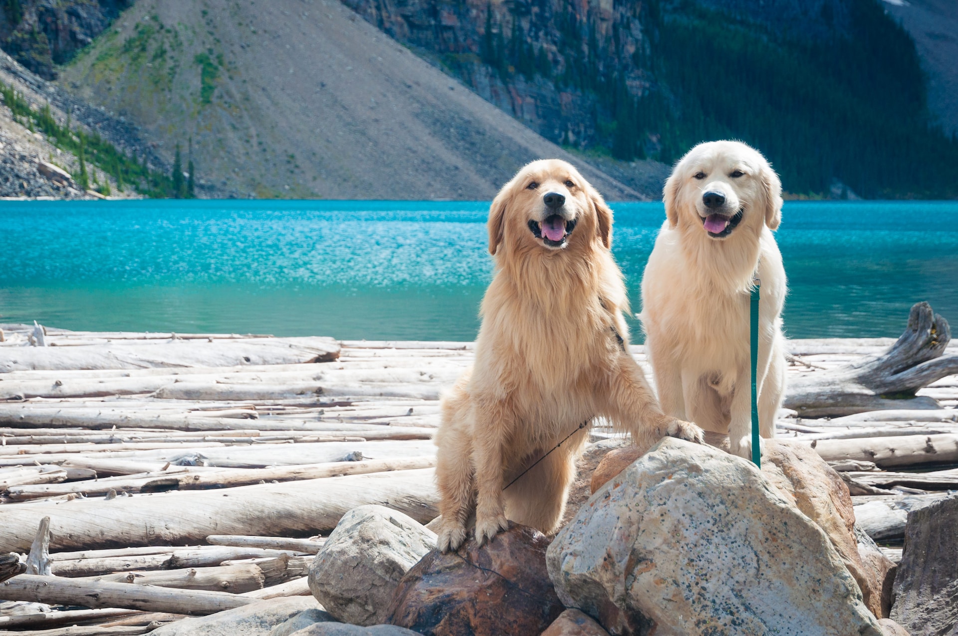 two dogs next to a lake in Vancouver, Canada