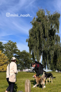 Dogs playing at Stanley park in Canada
