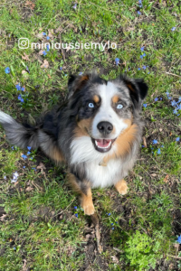 A dog smiling sitting in a grass with flower petals on the ground