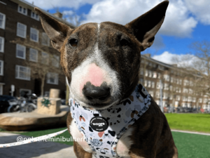 A bull terrier dog striking a pose behind in the pet-friendly city Amsterdam