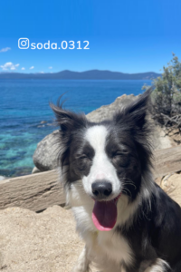 A puppy smiling and behind him is Chimney Beach in San Francisco