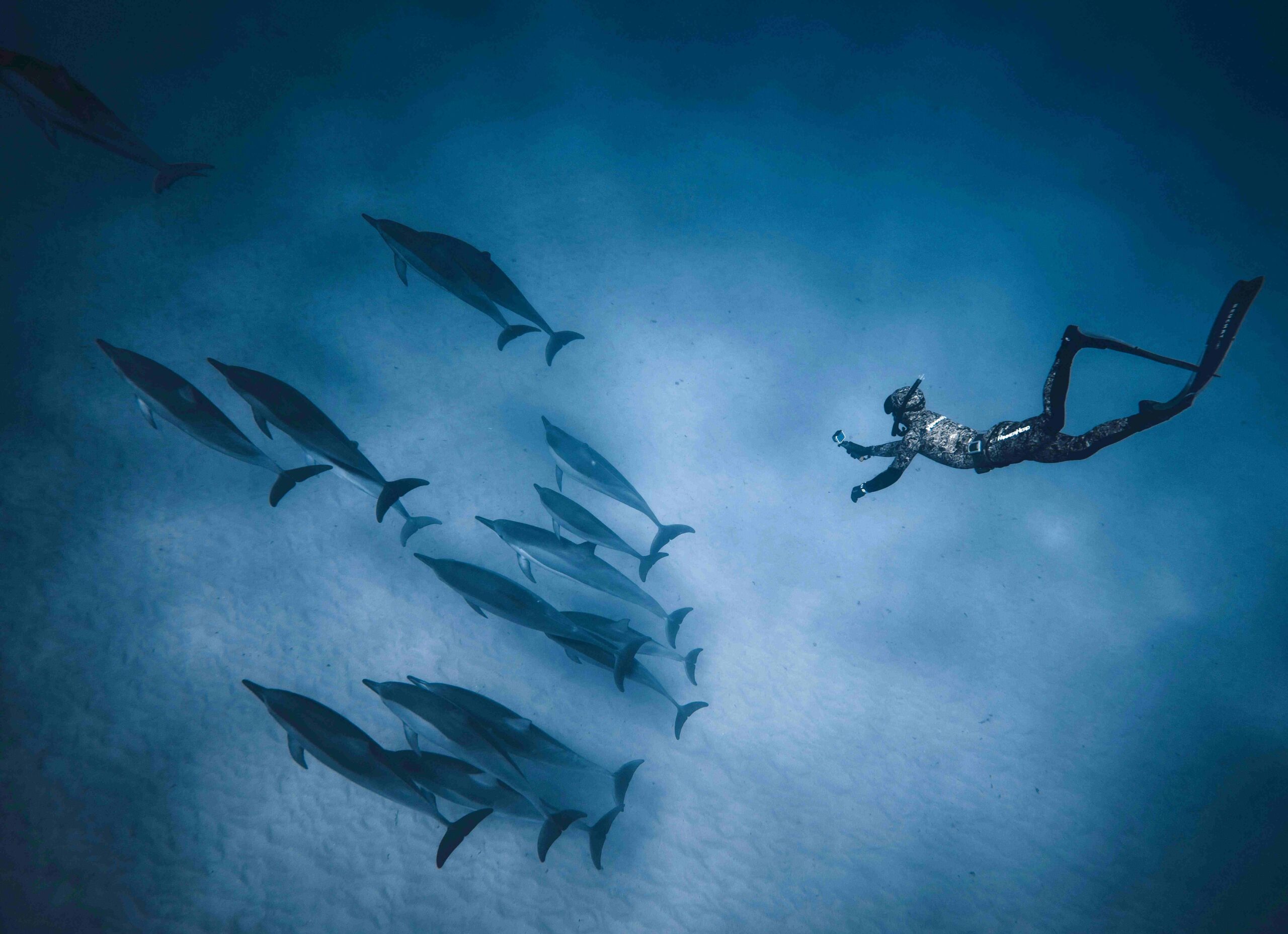 Snorkel diver swimming with the dolphins under the sea.