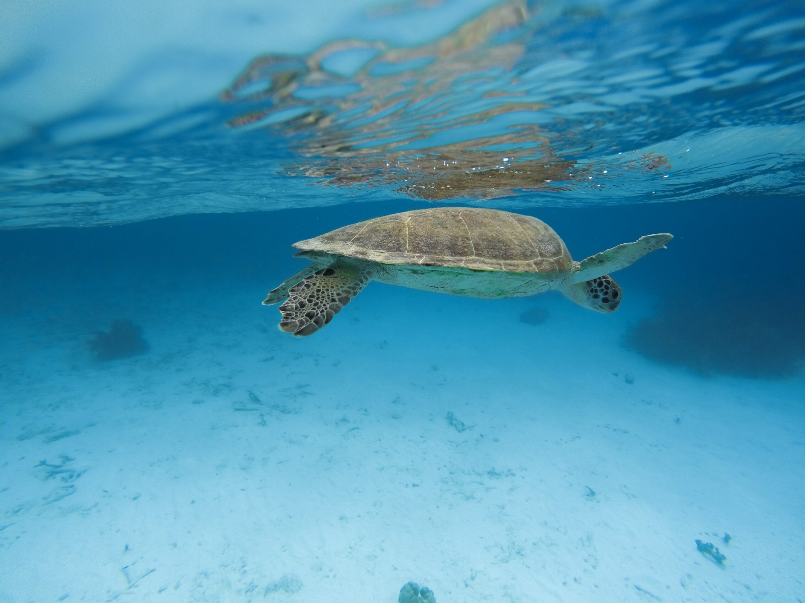 A turtle swimming in the waters of Bonaire
