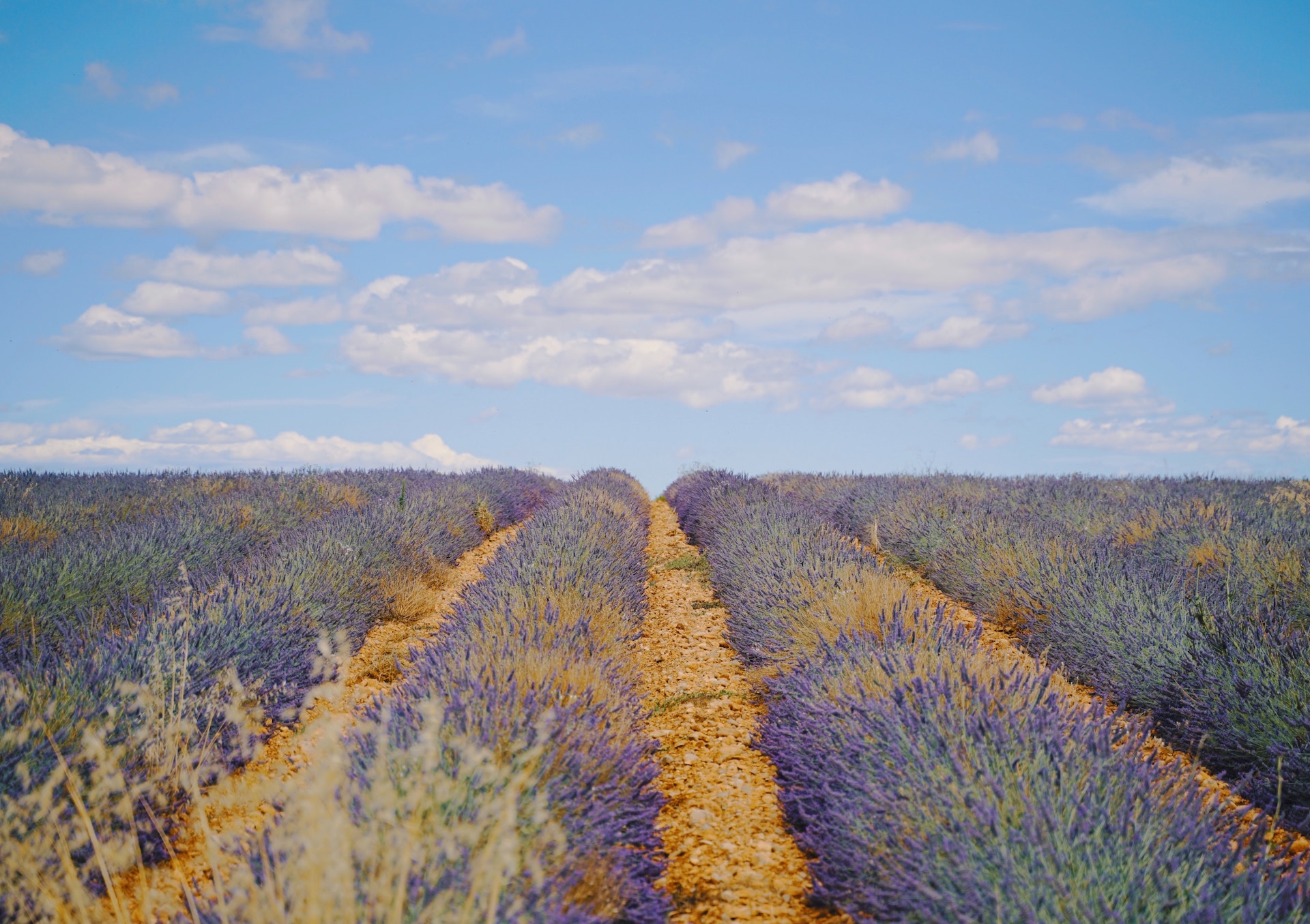 Lavender fields in Provence, France