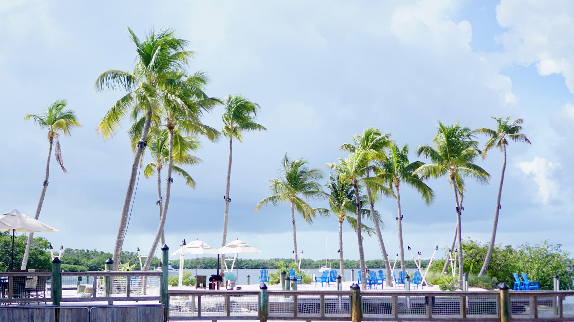 Palm trees next to the beach in Key West, Florida