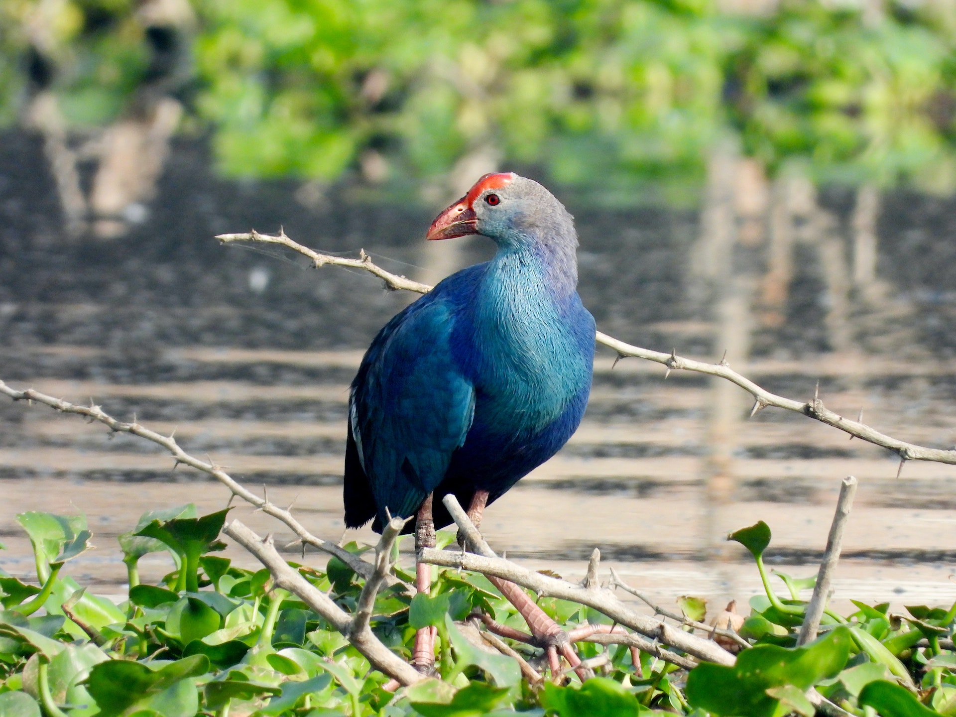 Close-up of a blue Western Swamphen, a rare wildlife creature